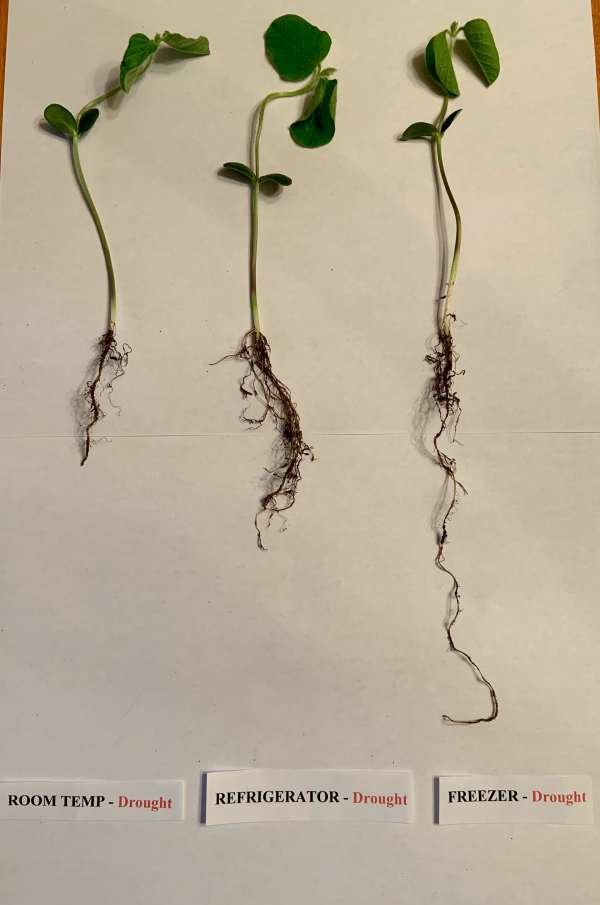 The Effect of Seed Storage Conditions on the Drought-Tolerance of Soybean Plants