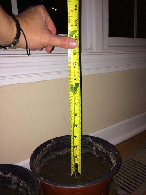 The effect of soil on plant growth